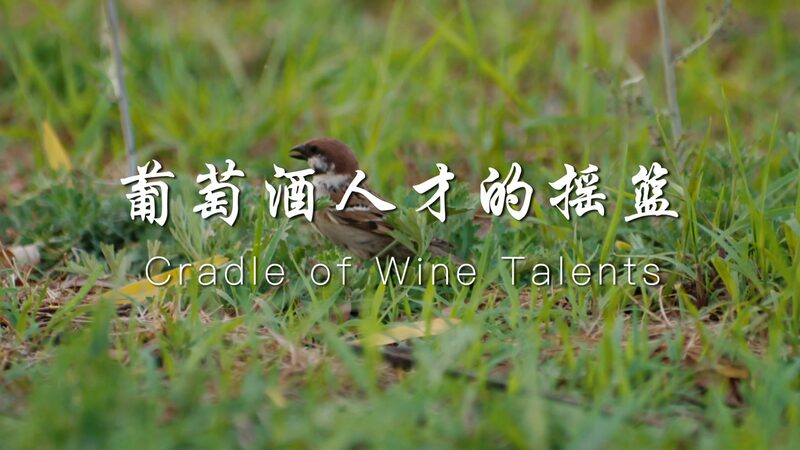 Ningxia_University__Cultivating_China_s_Wine_Industry_Leaders____poster - 🌍NewspaperAmigo – Your Global News Buddy 🗞️ Ningxia_University__Cultivating_China_s_Wine_Industry_Leaders___ video poster