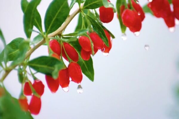 Ningxia Wolfberries Brew a $3.5B Success Story 🌱💼 Ningxia_Wolfberries_Brew_a__3_5B_Success_Story___ video poster