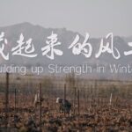 Ningxia_s_Secret_to_Sublime_Wine__A_120_Day_Winter_Nap____ video poster
