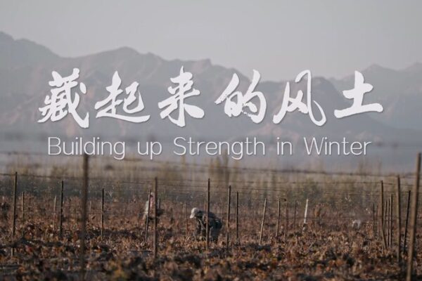 Ningxia_s_Secret_to_Sublime_Wine__A_120_Day_Winter_Nap____ video poster