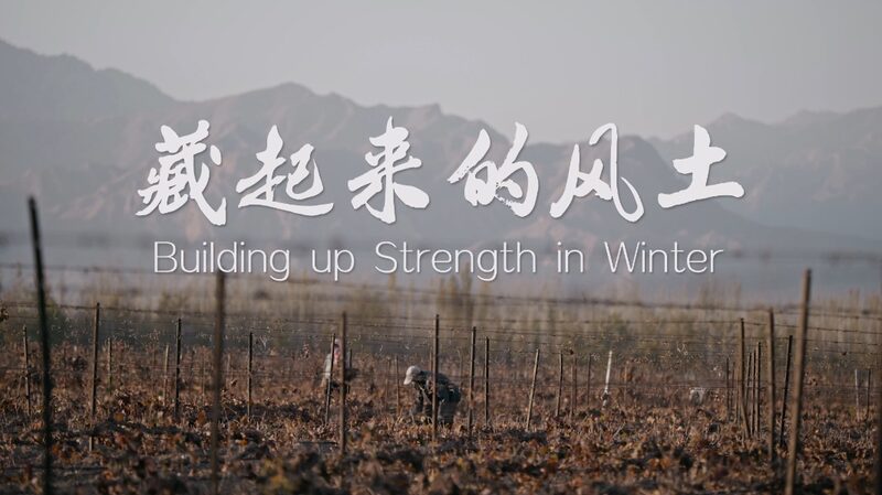Ningxia_s_Secret_to_Sublime_Wine__A_120_Day_Winter_Nap_____poster - 🌍NewspaperAmigo – Your Global News Buddy 🗞️ Ningxia_s_Secret_to_Sublime_Wine__A_120_Day_Winter_Nap____ video poster