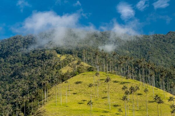 Norway Pledges $20M to Combat Deforestation in Colombia 🌿💚 Norway_Pledges__20M_to_Combat_Deforestation_in_Colombia___