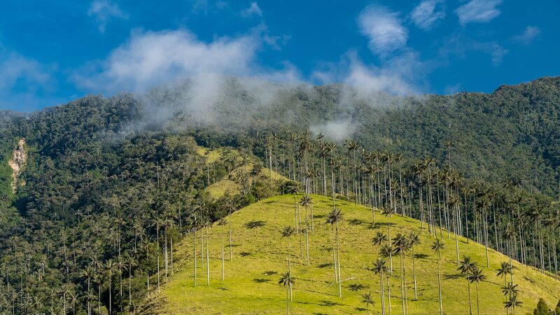 Norway_Pledges__20M_to_Combat_Deforestation_in_Colombia___