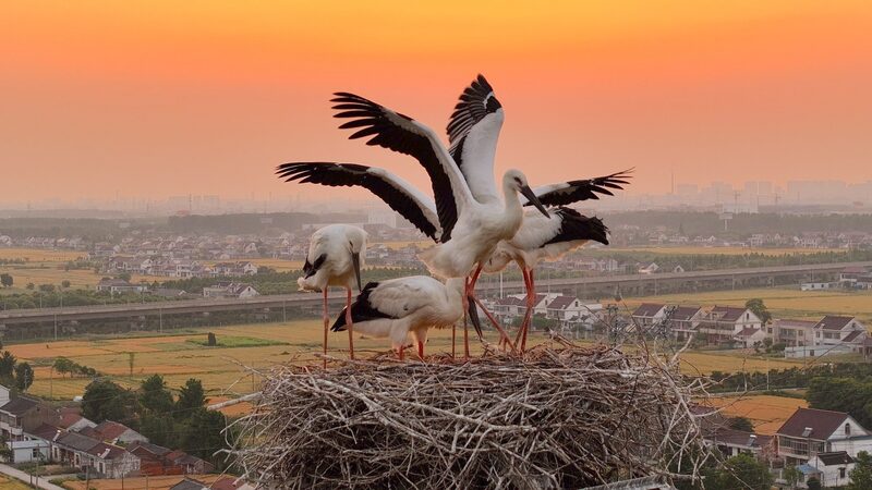 Oriental_Stork_Chicks_Soar_in_Jiangsu____