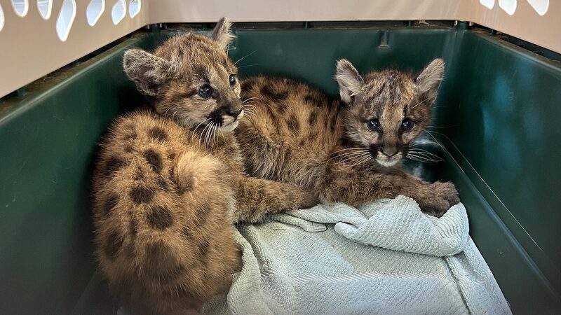 Orphaned_Mountain_Lion_Cubs_Rescued_in_California___