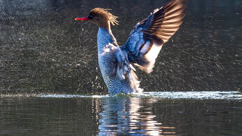 Over_200_Rare_Chinese_Mergansers_Spotted_Along_Yangtze_River___