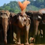 Over_3_000_Elephants_and_1_200_People_Killed_in_Sri_Lanka_s_Human_Elephant_Conflict