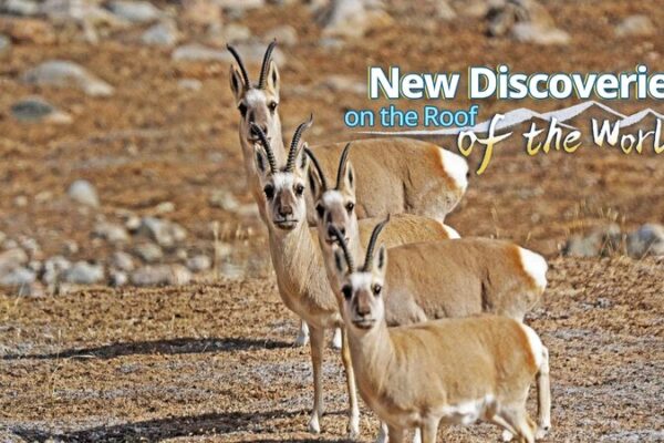 🌱 Over 3,000 New Species Discovered on Qinghai-Xizang Plateau! 🏔️ __Over_3_000_New_Species_Discovered_on_Qinghai_Xizang_Plateau____