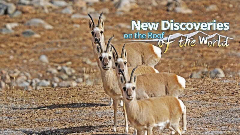 __Over_3_000_New_Species_Discovered_on_Qinghai_Xizang_Plateau____