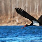 Over_60_000_Birds_Flock_to_North_China_s_Winter_Wonderland___