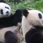 Pairi_Daiza_to_Return_Three_Giant_Pandas_to_China_in_December___