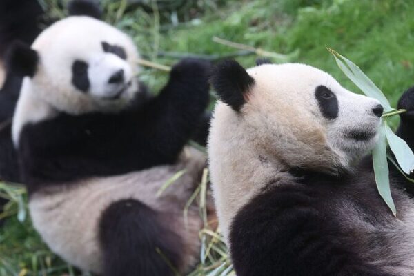 Pairi Daiza to Return Three Giant Pandas to China in December ๐ผโจ Pairi_Daiza_to_Return_Three_Giant_Pandas_to_China_in_December___