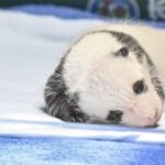 __Panda_Cub_Celebrates_1st_Month_at_China_s_Safari_Park___ video poster