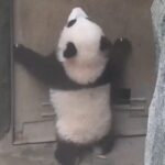 Panda_Cub_s_Door_Dilemma_Goes_Viral___ video poster