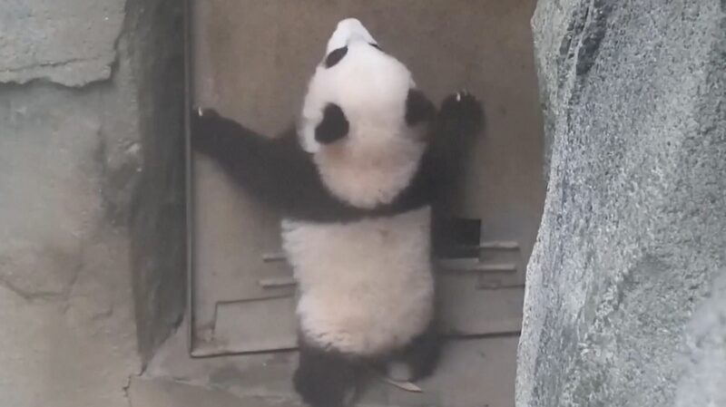 Panda_Cub_s_Door_Dilemma_Goes_Viral____poster - 🌍NewspaperAmigo – Your Global News Buddy 🗞️ Panda_Cub_s_Door_Dilemma_Goes_Viral___ video poster