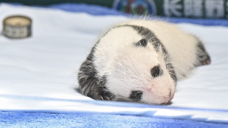 Panda_Cub_s_First_Month___Growth_Spurt_in_Guangzhou_ - 🌍NewspaperAmigo – Your Global News Buddy 🗞️ Panda_Cub_s_First_Month___Growth_Spurt_in_Guangzhou_