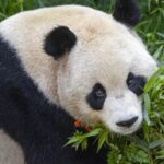 __Panda_Diplomacy_Alert__San_Diego_Zoo_to_Welcome_New_Fur_Stars_from_China_