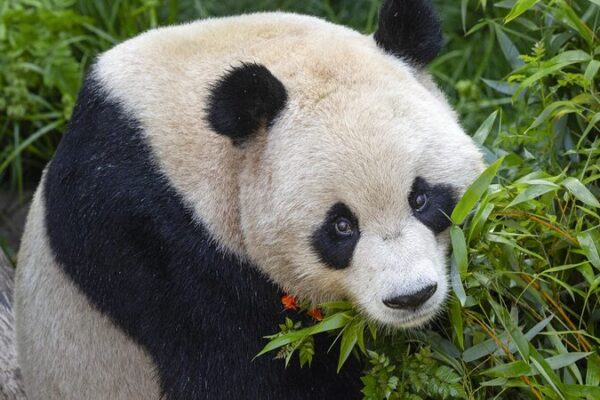 🐼 Panda Diplomacy Alert: San Diego Zoo to Welcome New Fur Stars from China! __Panda_Diplomacy_Alert__San_Diego_Zoo_to_Welcome_New_Fur_Stars_from_China_