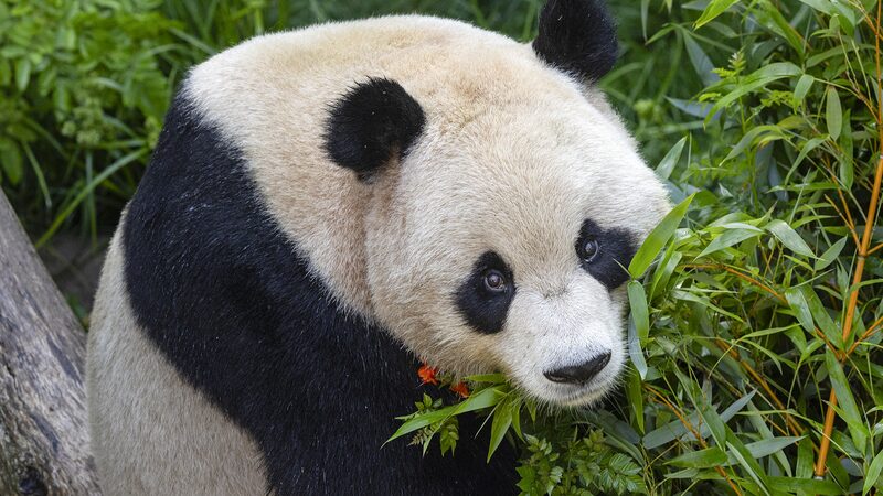 __Panda_Diplomacy_Alert__San_Diego_Zoo_to_Welcome_New_Fur_Stars_from_China_