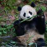 Panda_Diplomacy_Returns____China___U_S__Launch_New_Conservation_Partnership