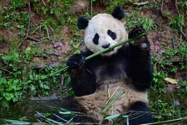 Panda Diplomacy Returns! 🐼 China & U.S. Launch New Conservation Partnership Panda_Diplomacy_Returns____China___U_S__Launch_New_Conservation_Partnership
