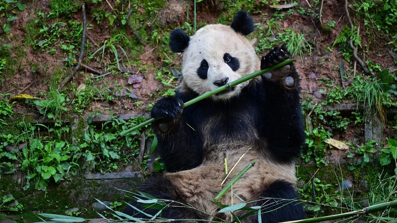 Panda_Diplomacy_Returns____China___U_S__Launch_New_Conservation_Partnership