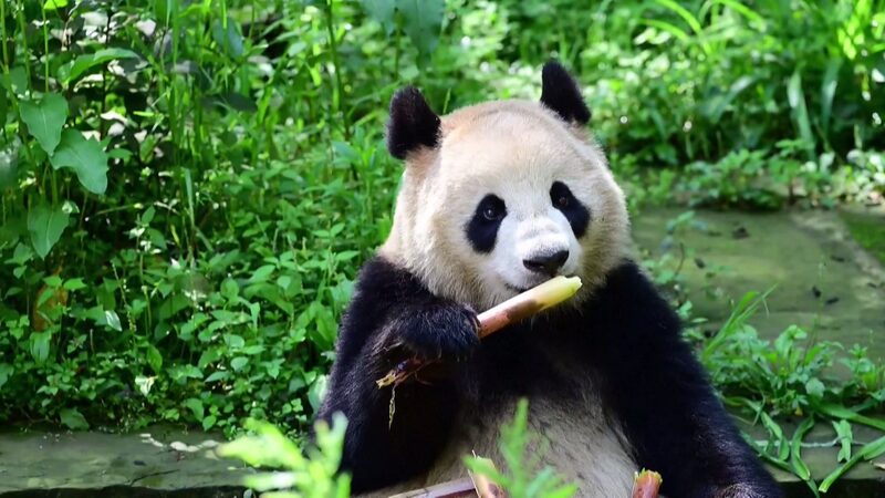 Panda_Diplomacy_Roars_Back__China_Partners_with_U_S____Austria___