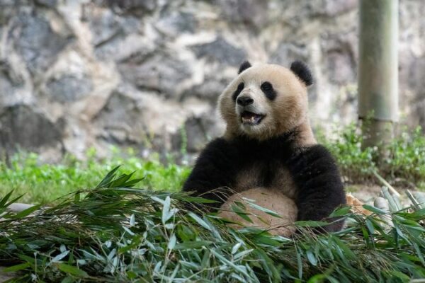 Panda Diplomacy: Bao Li and Qing Bao Head to U.S. for 10-Year Adventure 🐼✈️ Panda_Diplomacy__Bao_Li_and_Qing_Bao_Head_to_U_S__for_10_Year_Adventure____