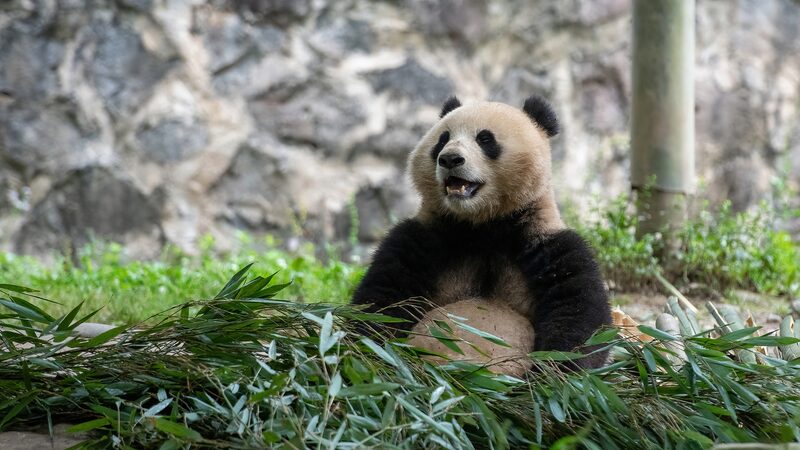 Panda_Diplomacy__Bao_Li_and_Qing_Bao_Head_to_U_S__for_10_Year_Adventure____ - 🌍NewspaperAmigo – Your Global News Buddy 🗞️ Panda_Diplomacy__Bao_Li_and_Qing_Bao_Head_to_U_S__for_10_Year_Adventure____