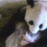 Panda_Diplomacy____China___Austria_Team_Up_for_Giant_Panda_Conservation