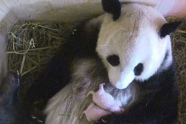 Panda Diplomacy 🐼: China & Austria Team Up for Giant Panda Conservation Panda_Diplomacy____China___Austria_Team_Up_for_Giant_Panda_Conservation