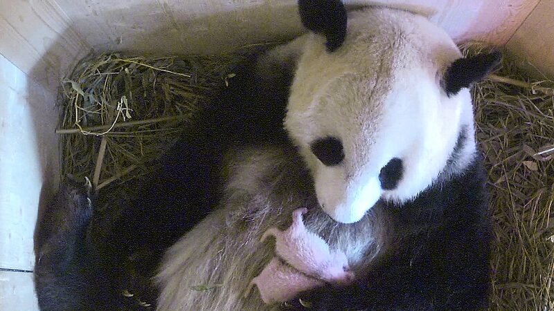 Panda_Diplomacy____China___Austria_Team_Up_for_Giant_Panda_Conservation