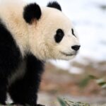 Panda_Diplomacy_in_D_C_____Bao_Li___Qing_Bao_Debut_at_National_Zoo_