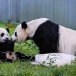 Panda_Family_Returns_Home_to_China____