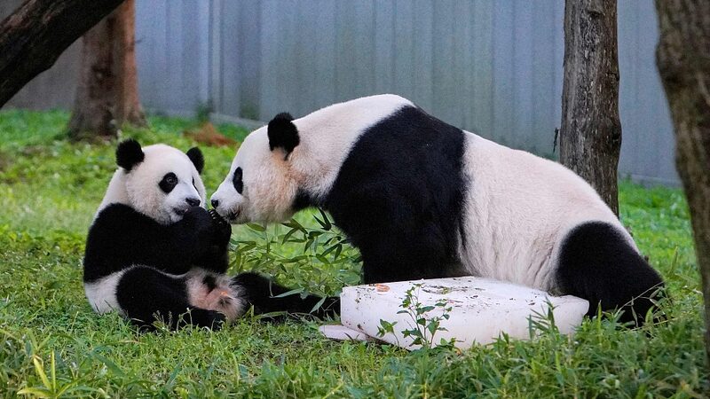Panda_Family_Returns_Home_to_China____
