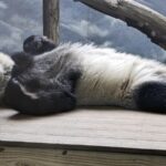 Panda_Farewell__Zoo_Atlanta_s_Beloved_Bears_Head_Home_to_China_in_October____