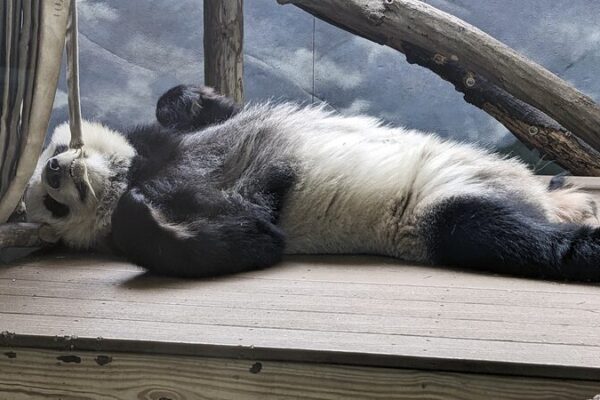 Panda_Farewell__Zoo_Atlanta_s_Beloved_Bears_Head_Home_to_China_in_October____