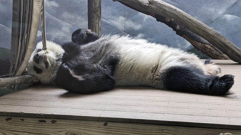 Panda_Farewell__Zoo_Atlanta_s_Beloved_Bears_Head_Home_to_China_in_October____