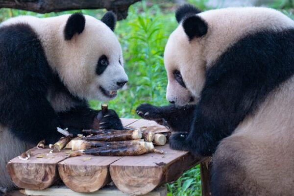 Panda Feast Frenzy 🐼🍎🥕: Chongqing Zoo’s Gourmet Treats Go Viral! Panda_Feast_Frenzy______Chongqing_Zoo_s_Gourmet_Treats_Go_Viral_