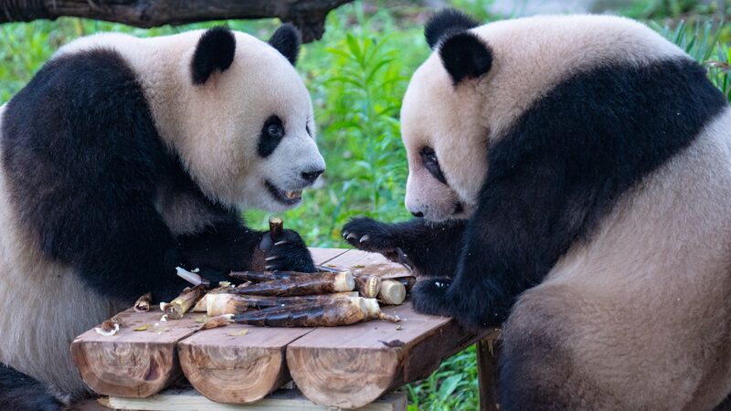 Panda_Feast_Frenzy______Chongqing_Zoo_s_Gourmet_Treats_Go_Viral_