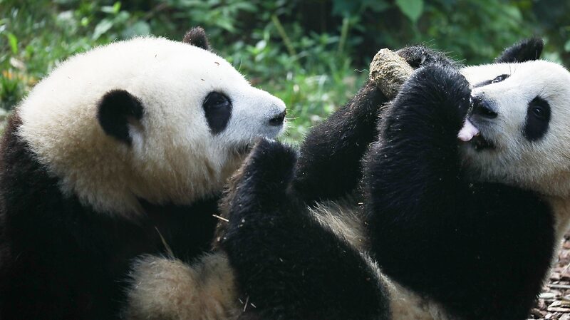 Panda_Gender_Surprise__He_Ye_is_a_Girl____ - 🌍NewspaperAmigo – Your Global News Buddy 🗞️ Panda_Gender_Surprise__He_Ye_is_a_Girl____