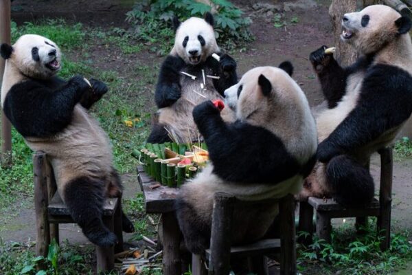 Panda Party Alert: Chongqing Zoo Celebrates Quadruplets’ 5th Birthday 🐼🎉 Panda_Party_Alert__Chongqing_Zoo_Celebrates_Quadruplets__5th_Birthday___