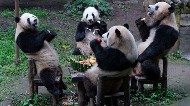 Panda_Party_Alert__Chongqing_Zoo_Celebrates_Quadruplets__5th_Birthday___