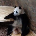 Panda_Perfection____He_Ye_s_Viral_Human_Like_Antics_Are_Too_Cute_to_Miss___ video poster