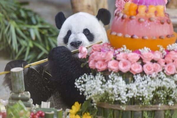 Panda Power Duo Celebrates 11th Birthday with Fans in Hainan 🎂🐼 Panda_Power_Duo_Celebrates_11th_Birthday_with_Fans_in_Hainan___