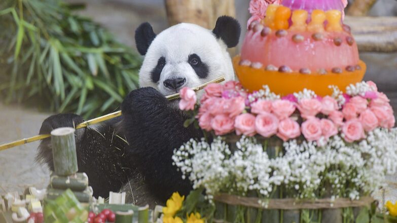 Panda_Power_Duo_Celebrates_11th_Birthday_with_Fans_in_Hainan___