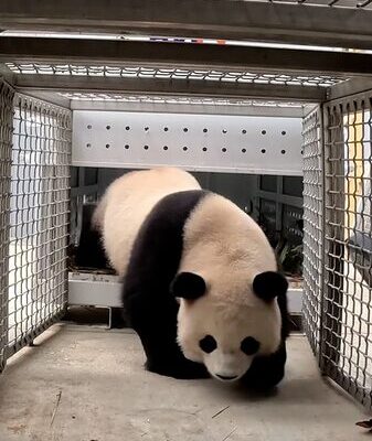 Panda Power Returns to D.C. 🐼🇺🇸 Panda_Power_Returns_to_D_C_____ video poster