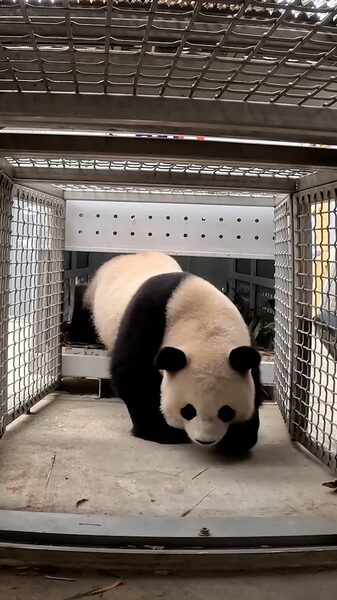 Panda_Power_Returns_to_D_C_____ video poster
