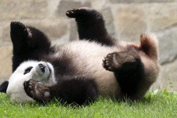 Panda-monium in D.C.! 🐼🇨🇳 Two New Bears Heading to U.S. Zoo Panda_monium_in_D_C_______Two_New_Bears_Heading_to_U_S__Zoo