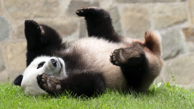 Panda_monium_in_D_C_______Two_New_Bears_Heading_to_U_S__Zoo